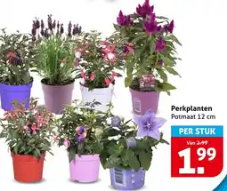 Hoogvliet Perkplanten aanbieding