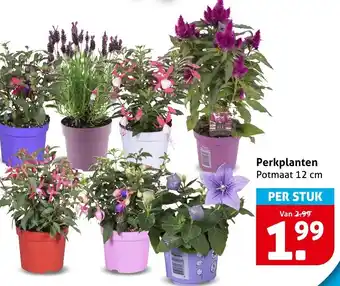 Hoogvliet Perkplanten aanbieding