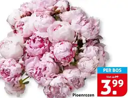 Hoogvliet Pioenrozen aanbieding