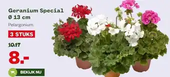 Welkoop Geranium Special Ø 13 cm Pelargonium. aanbieding