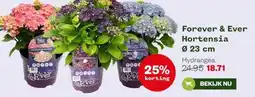 Welkoop Forever & Ever Hortensia aanbieding