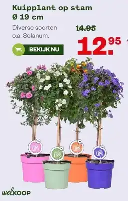 Welkoop Kuipplant op stam Ø 19 cm aanbieding
