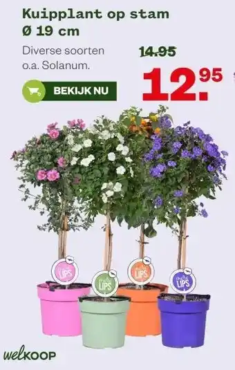 Welkoop Kuipplant op stam Ø 19 cm aanbieding