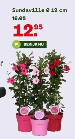 Welkoop Sundaville Ø 19 cm aanbieding