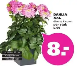 Ranzijn DAHLIA XXL aanbieding