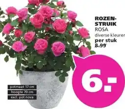 Ranzijn ROZEN- STRUIK ROSA aanbieding