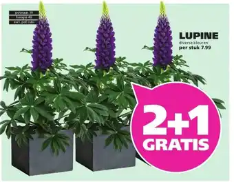 Ranzijn LUPINE aanbieding