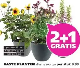 Ranzijn VASTE PLANTEN aanbieding