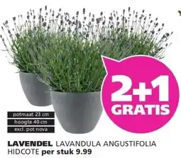 Ranzijn LAVENDEL aanbieding