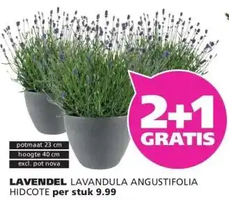 Ranzijn LAVENDEL aanbieding