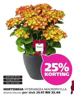 Ranzijn HORTENSIA aanbieding