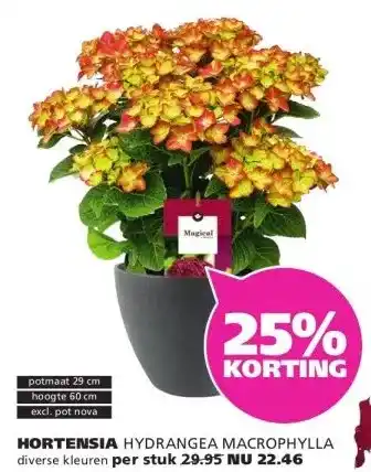 Ranzijn HORTENSIA aanbieding
