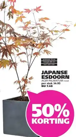 Ranzijn JAPANSE ESDOORN aanbieding