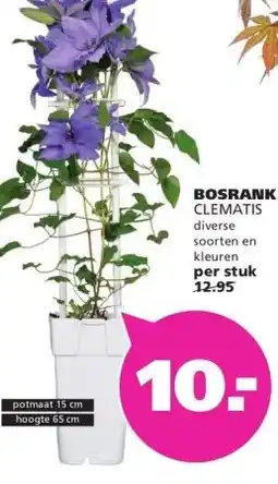 Ranzijn BOSRANK CLEMATIS aanbieding