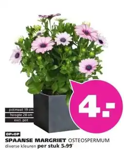 Ranzijn SPAANSE MARGRIET OSTEOSPERMUM aanbieding