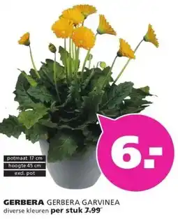 Ranzijn GERBERA GERBERA GARVINEA aanbieding
