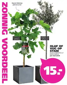 Ranzijn OLIJF OF VIJG OP STAM aanbieding