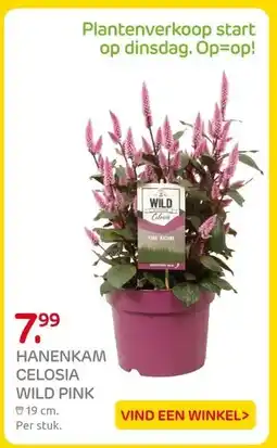 Praxis HANENKAM CELOSIA WILD PINK aanbieding