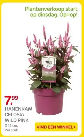 Praxis HANENKAM CELOSIA WILD PINK aanbieding