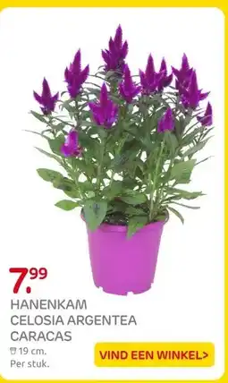 Praxis HANENKAM CELOSIA ARGENTEA CARACAS aanbieding