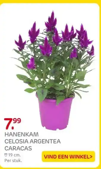 Praxis HANENKAM CELOSIA ARGENTEA CARACAS aanbieding