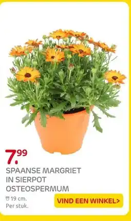 Praxis SPAANSE MARGRIET IN SIERPOT OSTEOSPERMUM aanbieding