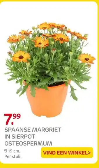 Praxis SPAANSE MARGRIET IN SIERPOT OSTEOSPERMUM aanbieding