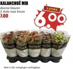 MCD Supermarkt KALANCHOE MIX aanbieding