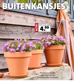 Intratuin Klokjesbloem (Campanula add. 'Ambella Intense Purple'). Hoogte 25 cm potmaat 15 cm, exclusief pot. aanbieding