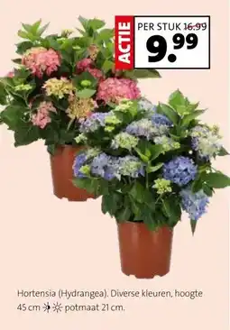 Intratuin Hortensia (Hydrangea). Diverse kleuren, hoogte 45 cm potmaat 21 cm. aanbieding