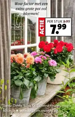 Intratuin Dahlia (Dahlia 'Suniq XXL). Diverse kleuren, hoogte potmaat 23 cm, exclusief pot. aanbieding