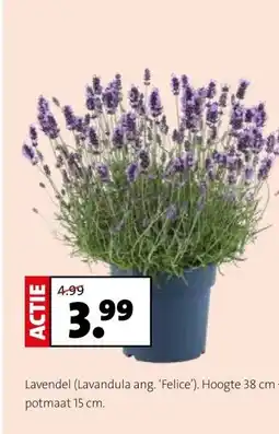 Intratuin Lavendel (Lavandula ang. 'Felice'). Hoogte 38 cm potmaat 15 cm. aanbieding