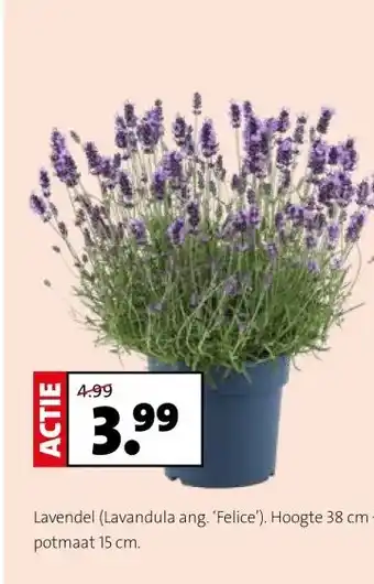 Intratuin Lavendel (Lavandula ang. 'Felice'). Hoogte 38 cm potmaat 15 cm. aanbieding
