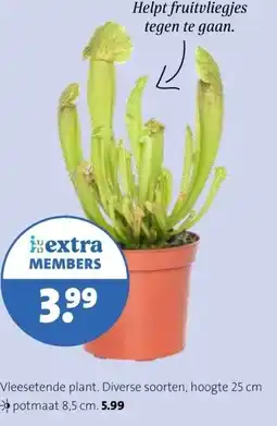 Intratuin Vleesetende plant. Diverse soorten, hoogte 25 cm potmaat 8,5 cm. aanbieding