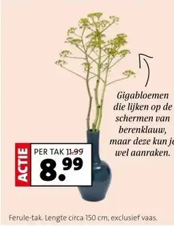 Intratuin Ferule-tak. Lengte circa 150 cm, exclusief vaas. aanbieding
