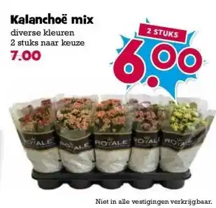 Boon`s Markt Kalanchoë mix aanbieding