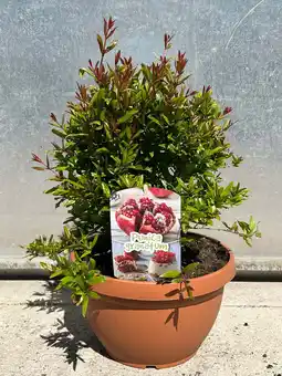 Intratuin Granaatappel (Punica granatum mini stam schaal) D 25 H 60 cm aanbieding