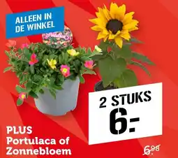 CoopCompact PLUS Portulaca of Zonnebloem aanbieding