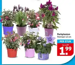 Hoogvliet Perkplanten aanbieding