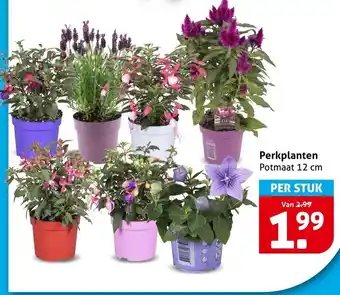 Hoogvliet Perkplanten aanbieding