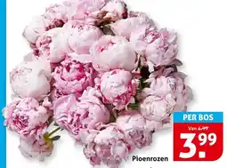 Hoogvliet Pioenrozen aanbieding