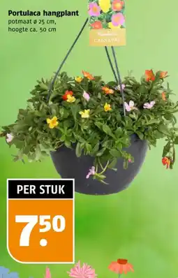 Poiesz Portulaca hangplant aanbieding