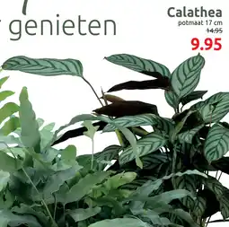 Deka Tuin Calathea aanbieding