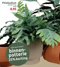 Deka Tuin Phlebodium aanbieding