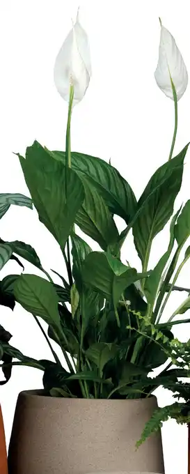 Deka Tuin Spathiphyllum aanbieding