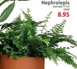 Deka Tuin Nephrolepis aanbieding