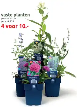 Deka Tuin Vaste planten aanbieding