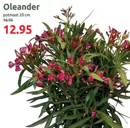 Deka Tuin Oleander aanbieding