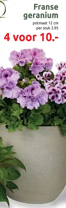 Deka Tuin Franse geranium aanbieding