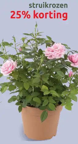 Deka Tuin Struikrozen aanbieding